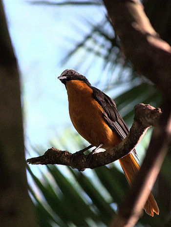 Animals, Bird, Branch, Redstart HD phone wallpaper