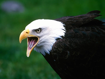 Animals, Bird, Beak, Eagle, Scream, Cry HD wallpaper