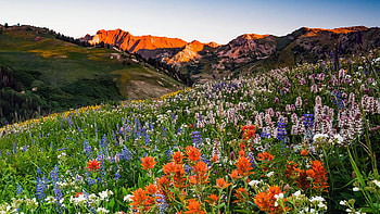 Wildflowers in Albion Basin, Alta, Utah, blossoms, clouds, landscape, sky, mountains, usa HD wallpaper