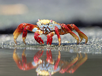 Animals, Water, Crab, Claws HD wallpaper