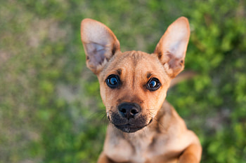 Animals, Dog, Muzzle, Puppy HD wallpaper