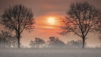Misty Morning, landscape, trees, sky, sunrise, colors HD wallpaper