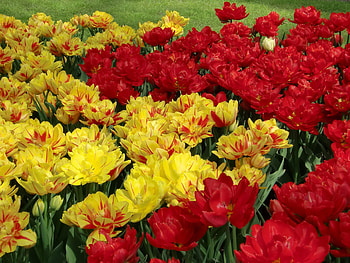Flowers, Tulips, Bright, Flower Bed, Flowerbed, Disbanded, Loose HD wallpaper