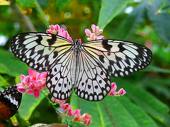 Spread your wings and fly, wings, butterfly, black and white, green, pink flowers, pattern HD wallpaper