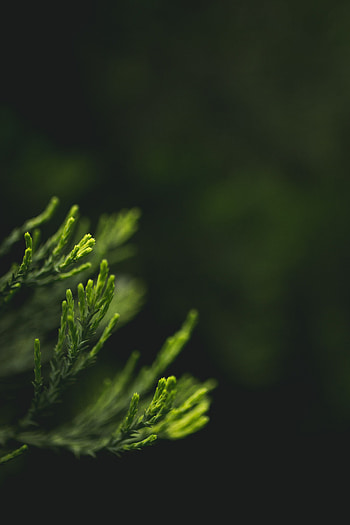 Leaves, Macro, Blur, Smooth, Close-Up HD phone wallpaper