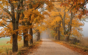 Autumn Road in Latvia, autumn, trees, Latvia, road, mist HD wallpaper