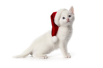 Santa Cat, white, Santa, Christmas, Yule, cat HD wallpaper