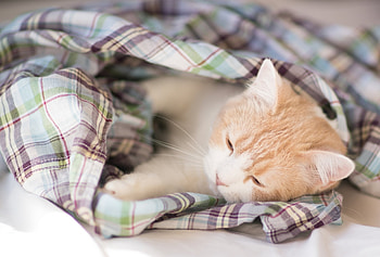 Animals, Kitty, Kitten, Nice, Sweetheart, Sleep, Dream, Blanket HD wallpaper