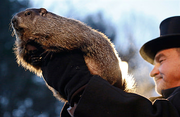 Groundhog Day , Various backgrounds, Collection of , Festive theme HD wallpaper