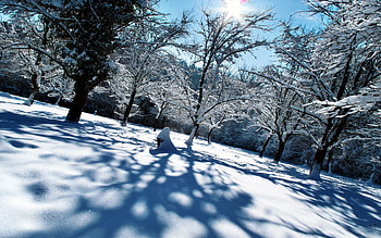 Winter, Nature, Trees, Snow, Shine, Light, Shadows, Cover HD wallpaper