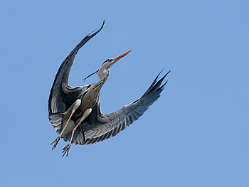 Flying Bird, flying, beautiful, bird HD wallpaper