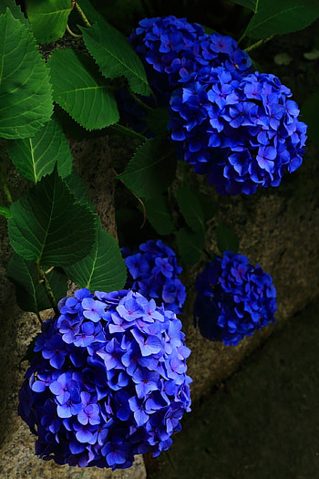 Flower power, Beautiful flowers, Peonies and hydrangeas, Nature's charm HD phone wallpaper