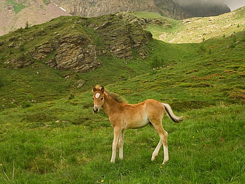 Little Wild Horse, horse, , beautiful, wild, little HD wallpaper