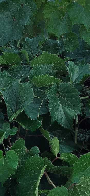 Green Leaves, green, leaf, graphy, plant HD phone wallpaper