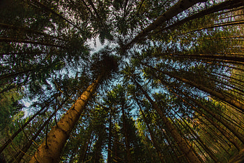 Nature, Trees, Top, Branches, Tops, Bottom View HD wallpaper