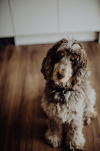 Animals, Fluffy, Dog, Pet HD phone wallpaper