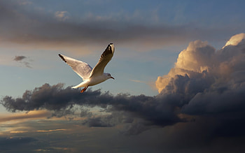 Gull in Sky of Serbia, clouds, sky, gull, Serbia HD wallpaper