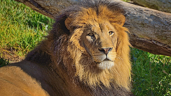 LEO THE LION, STARE, BIG, MANE, CAT HD wallpaper