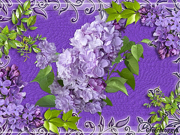 LILACS ON LILAC, FLOWERS, CREATION, ABSTRACT, LILAC HD wallpaper
