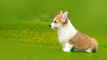 Corgi , Zoey Thompson's collection, Cute furry friends, backgrounds HD wallpaper