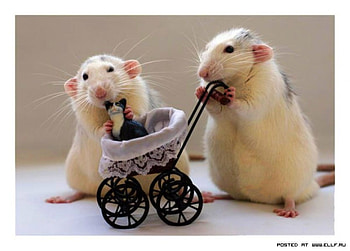 Smart Mouse, funny HD wallpaper