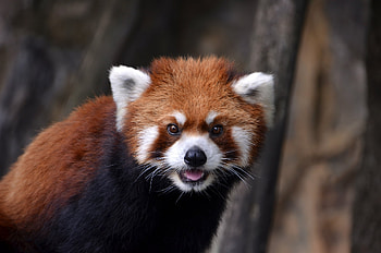 Animals, Sight, Opinion, Animal, Red Panda HD wallpaper