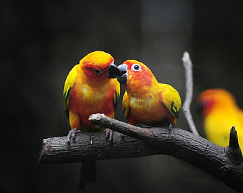 Parrot pair, kiss, birds HD wallpaper