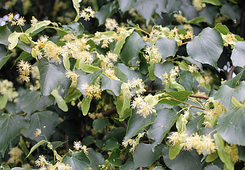 Linden Tree, little leaf linden, garden housecalls, Nature HD wallpaper