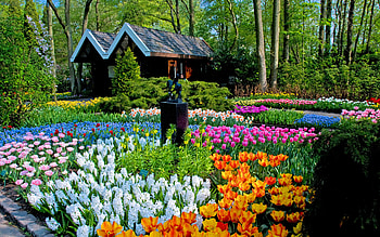 Keukenhof Gardens, Netherlands, daffodils, trees, cabins, flowers, tulips, spring HD wallpaper