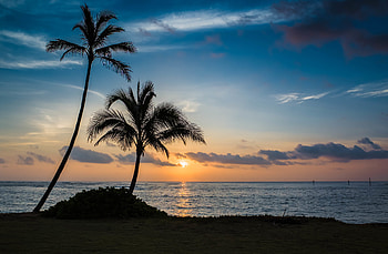 Nature, Sunset, Sea, Beach, Palms HD wallpaper