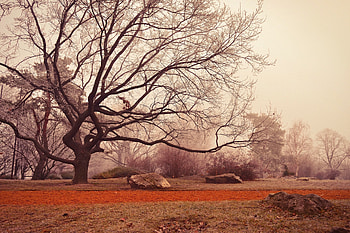 Nature, Autumn, Wood, Tree, Foliage HD wallpaper