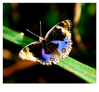 blue eyes pansy, blue, pansy, colourful, butterfly HD wallpaper
