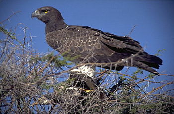 Young Bald Eagle, sky, feathers, eagle, bird of prey HD wallpaper