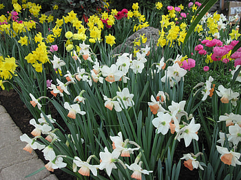 Colorful Garden 05, Yellow, pink, white, graphy, green, Flowers, garden, orange HD wallpaper