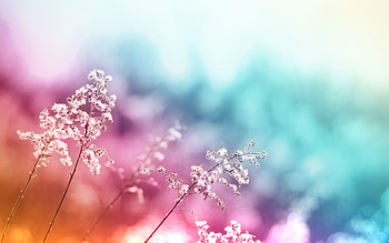 Beautiful colored flower macro | Flowers | Pinterest | , backgrounds and backgrounds HD wallpaper