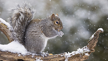 Eastern gray squirrel, Squirrels HD wallpaper