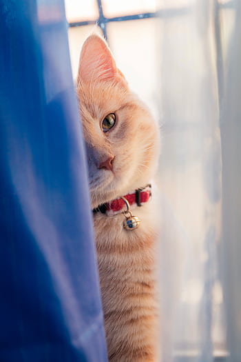 A playful tabby cat with a collar peers out from behind blue curtains, exuding curiosity. HD phone wallpaper