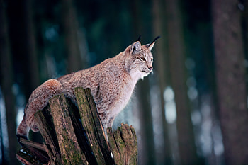 Lynx, winter, animal, tail HD wallpaper