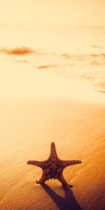 Starfish, Stunning graphy, Nature's wonders, Underwater beauty HD phone wallpaper