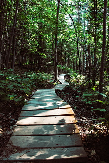 Wooden boardwalk winding through a lush green forest in Bayfield, WI, showcasing natural beauty. HD phone wallpaper