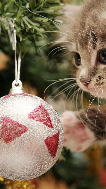 Cute Cat, animal HD phone wallpaper