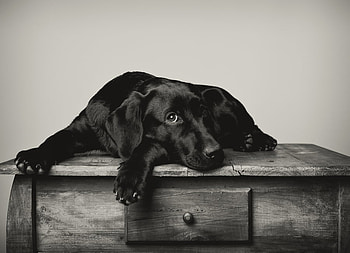 BORING DAY ;), dog, graphy, animals, bw, cute HD wallpaper
