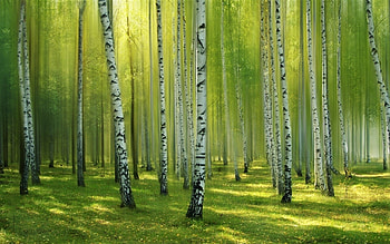 Birch trees, Enchanting forest, Birch tree beauty, Nature's glory HD wallpaper