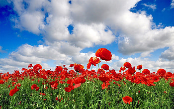 Flowers, Sky, Poppies, Clouds, Summer, Greens, Field HD wallpaper