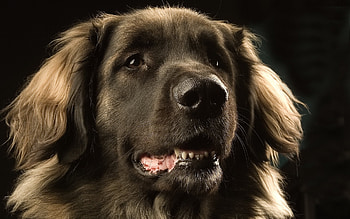 Animals, Dogs HD wallpaper