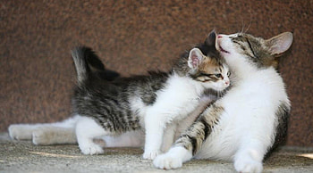 mama and baby, baby, kitten, mother, cat HD wallpaper
