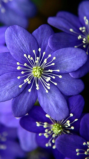 Beautiful Flowers, Purple Flower HD phone wallpaper