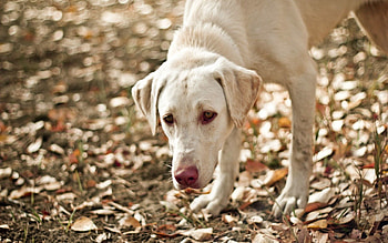 Animals, Autumn, Leaves, Dog, Sight, Opinion, Friend HD wallpaper