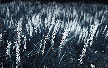 Plants, Grass, Macro, Bloom, Flowering HD wallpaper