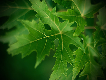 Macro, Sheet, Leaf HD wallpaper